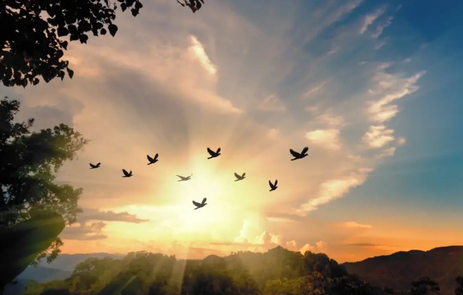 Birds rising against a sunrise over wooded hills